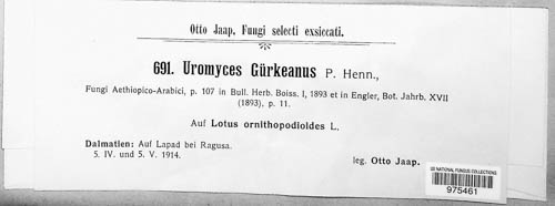 Uromyces guerkeanus image